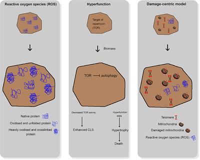 Understanding the Impact of Industrial Stress Conditions on Replicative Aging in Saccharomyces cerevisiae